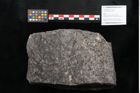 Foto (Objekt + Etikett) von Knorria imbricata Sternbg. (NHMW-GEO-2024-0188-11227)